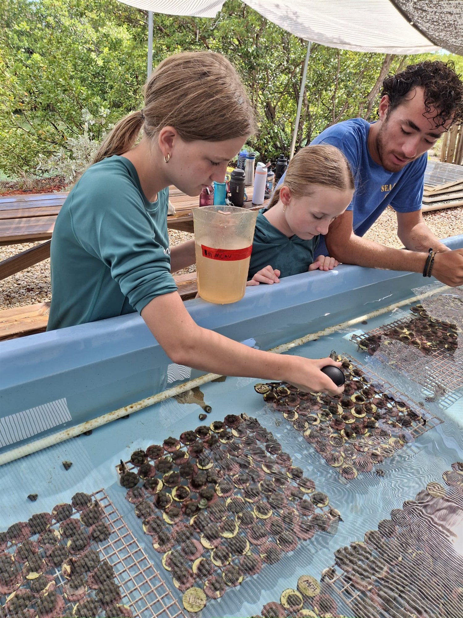 Lucy and fellow Scouts studying marine shells